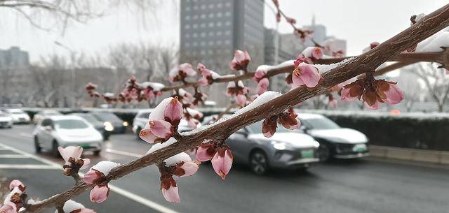 护城河畔雪初霁 左安楼下梅已开