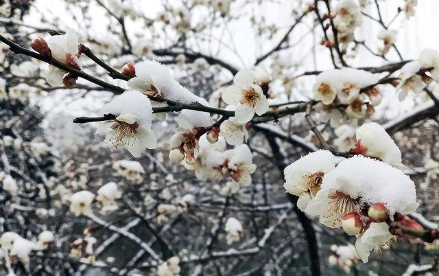护城河畔雪初霁 左安楼下梅已开