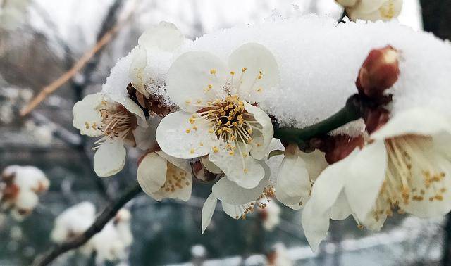 护城河畔雪初霁 左安楼下梅已开