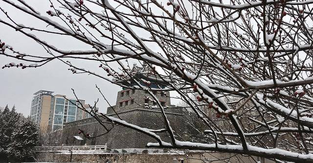 护城河畔雪初霁 左安楼下梅已开