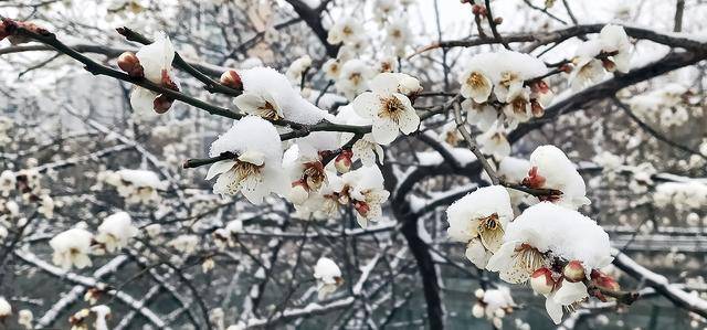 护城河畔雪初霁 左安楼下梅已开