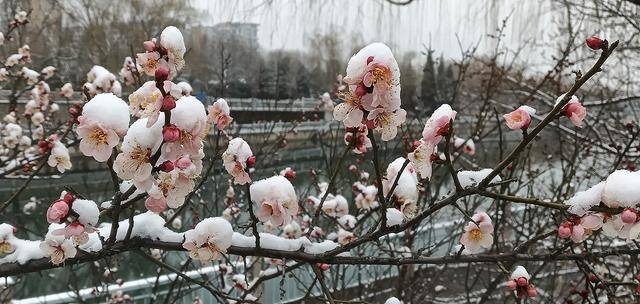 护城河畔雪初霁 左安楼下梅已开