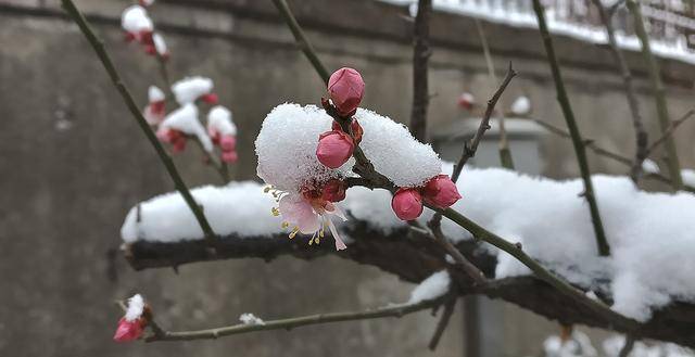 护城河畔雪初霁 左安楼下梅已开