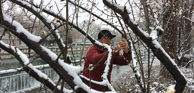 护城河畔雪初霁 左安楼下梅已开