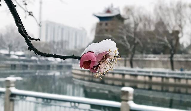 护城河畔雪初霁 左安楼下梅已开